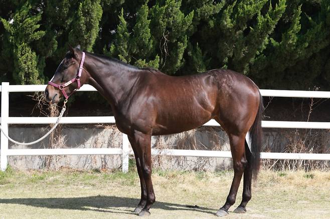 트윈레인보우. 사진=한국마사회