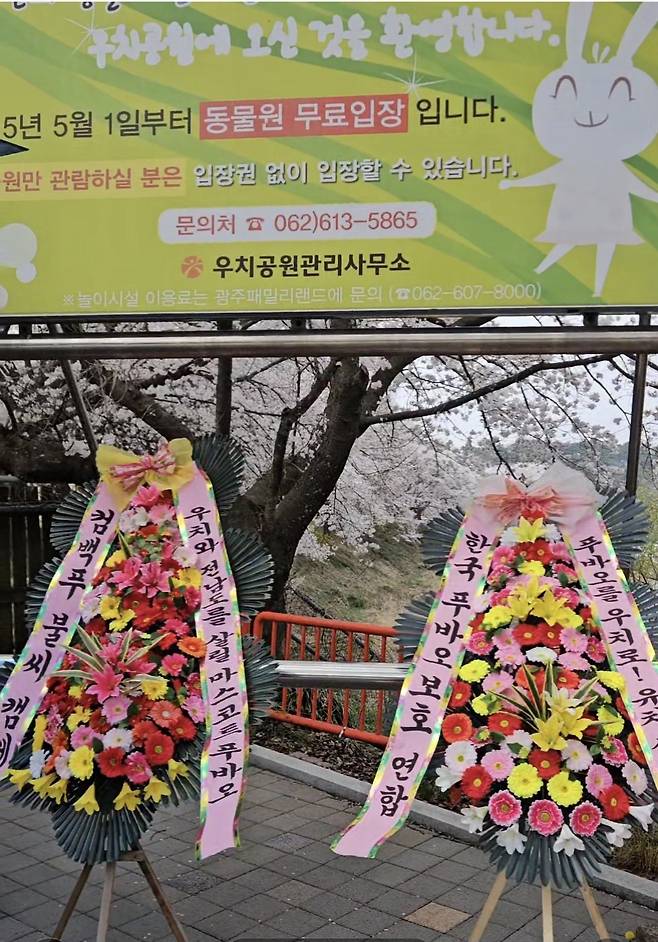 광주광역시 우치공원 동물원에도 푸바오 팬들의 ‘성급한’ 푸바오 귀국축하 화환이 전달됐다.