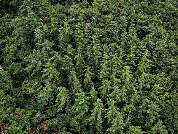 식목일에 나무를 심어 조성한 경기도 양평 무왕리 낙엽송숲.