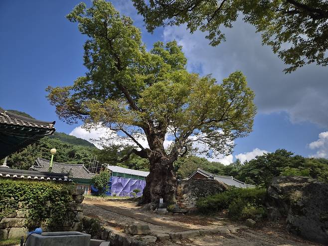 가장 오래된 괴산군 청천면 사담리 느티나무 [괴산군 제공]