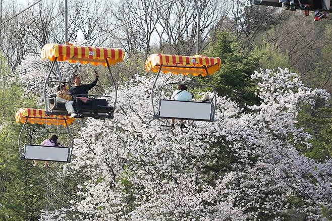 서울대공원 봄꽃 축제 [서울대공원 제공. 재판매 및 DB 금지]
