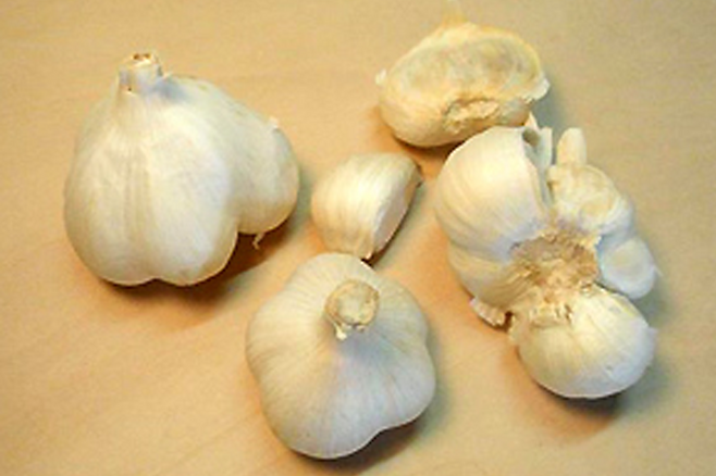 마늘