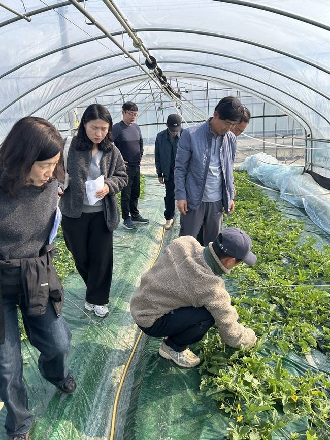 ▲ 성주군 참외 양액재배 시범사업 농가에서 관계자들이 생육 상태를 살피며 본격적인 수확이 시작된 참외 작황을 점검하고 있다. 성주군농업기술센터