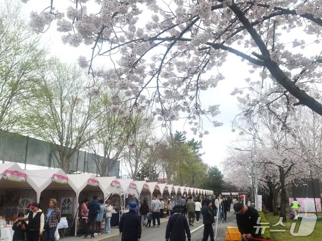 4일 김제시민문화체육공원에는 활짝핀 벚꽃과 지난 3일부터 시작된 '김제꽃빛드리축제'를 즐기려는 시민들로 가득했다./뉴스1
