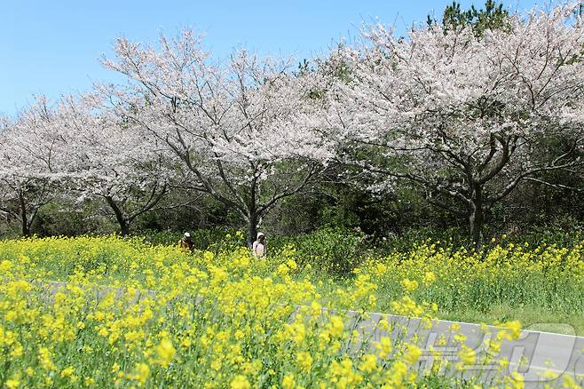 4일 오전 제주 서귀포시 표선면 가시리에서 제43회 서귀포유채꽃축제가 열리고 있다. 2026.4.4 ⓒ 뉴스1 오미란 기자