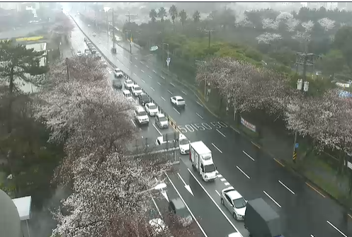 비 내리는 제주시 연삼로 (제주자치경찰단 교통정보센터)