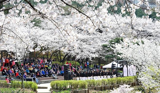 서대문구 안산에 만개한 벚꽃.  사진 서대문구