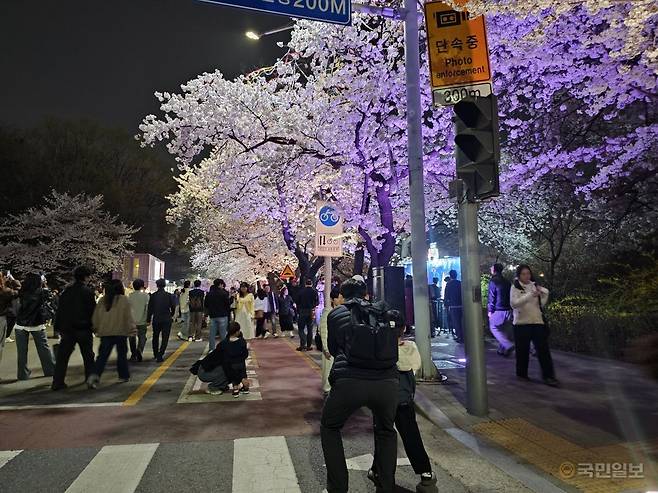 오후 9시쯤 찾은 서울 여의도 윤중로 벚꽃길에서 한 가족이 벚꽃을 배경삼아 사진을 찍고 있다. 한명오 기자