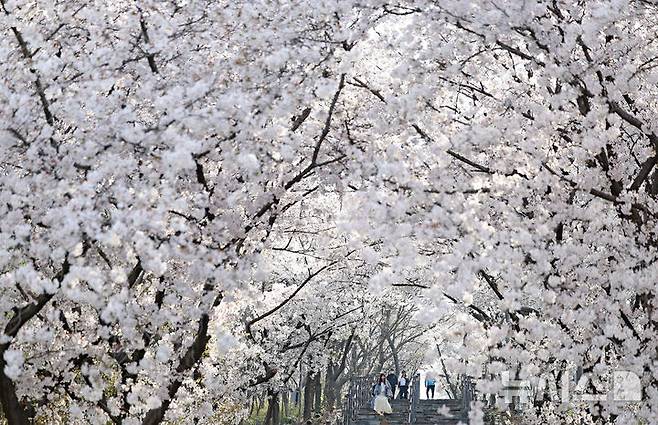[대구=뉴시스] 이무열 기자 = 완연한 봄 날씨를 보인 3일 대구 북구 침산공원을 찾은 시민들이 활짝 핀 벚꽃 아래에서 산책을 하고 있다. 2026.04.03. lmy@newsis.com