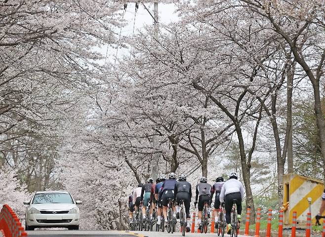 임실에 핀 벚꽃 자료사진. 임실군 제공