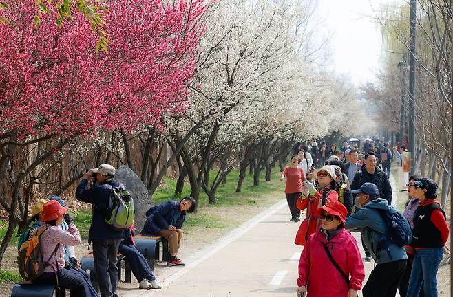 전국 대부분 지역의 낮 최고기온이 23도까지 올라 완연한 봄 날씨를 보인 26일 서울 성동구 하동매실거리에서 상춘객들이 만개한 매화꽃을 구경하고 있다.