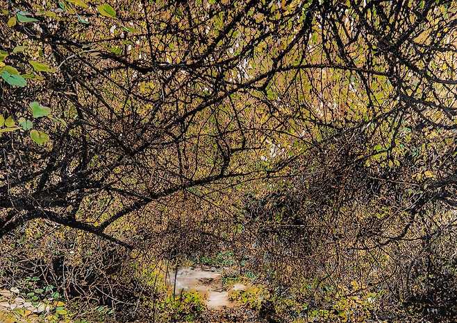 곶자왈-회복의 통로, 2018, Mixed media, 162×114cm