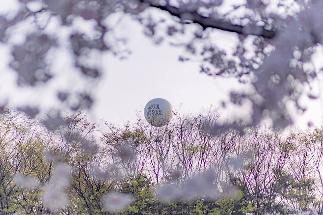 벚꽃과 어우러진 서울달.