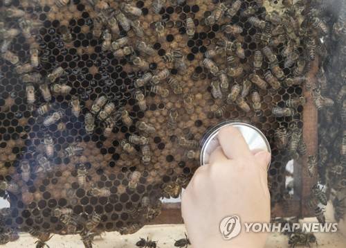 꿀벌 [연합뉴스 자료사진]
