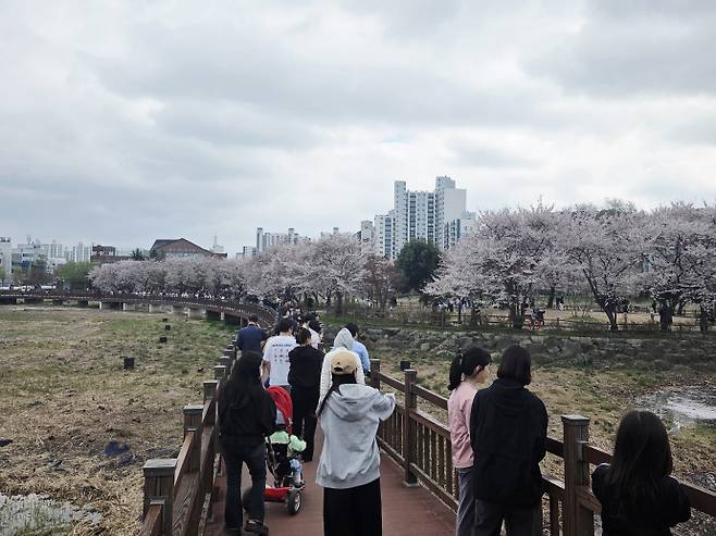지난 4일 오후 1시께 광주 서구 쌍촌동 운천저수지. 광주 대표 벚꽃 명소인 이곳은 꽃구경을 나온 시민들로 발 디딜 틈이 없었다. /임지섭 기자 ljs@namdonews.com