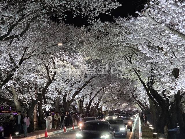 경주 흥무로벚꽃길을 시민과 관광객들이 찾아 붐비고 있다. 강시일 기자