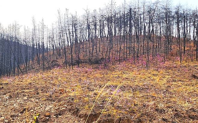 산불로 검게 탄 능선 아래 진달래가 피어 있다. 불에 탄 자리 위로 봄이 올라오고 있다.