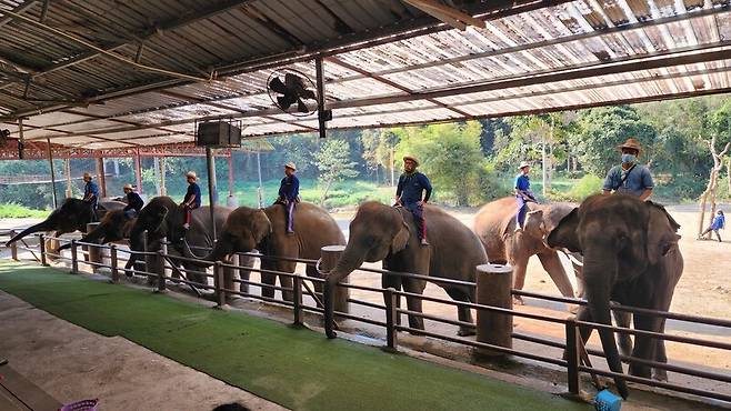‘공정 여행’ 바람이 불면서 절반 가량 줄어든 코끼리쇼와 코끼리 타기. 남종영 제공
