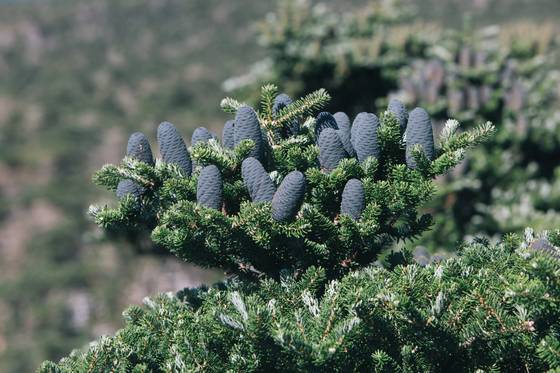 한라산에 서식하는 구상나무. 중앙포토