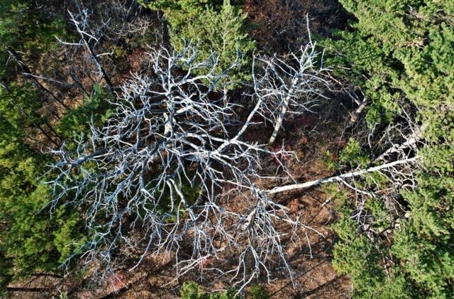 ▲ 녹색연합이 촬영한 태백산국립공원 대현지구 금강송 고사목. 녹색연합 제공