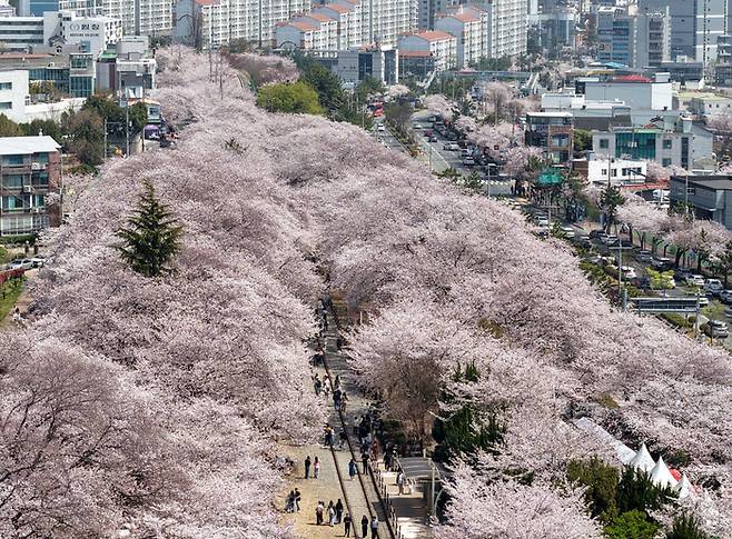 진해군항제가 열리고 있는 3일 오후 경남 창원시 진해구 경화역벚꽃길에 벚꽃이 만개해 있다. 올해 진해군항제는 오는 5일까지 이어진다. [연합뉴스]