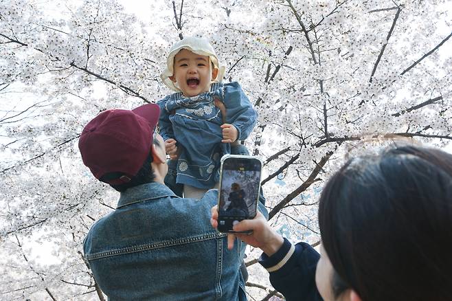 송파구 호수벚꽃축제 시작을 하루 앞둔 지난 2일 서울 송파구 석촌호수에서 한 어린이가 벚꽃 아래에서 즐거워하고 있다. [연합]