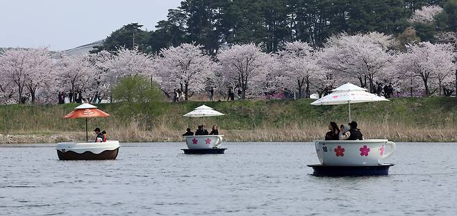 5일 강원 강릉시 경포생태저류지 일원에 벚꽃이 만개한 가운데 행락객들이 저류지에서 뱃놀이하며 봄을 즐기고 있다. [연합]