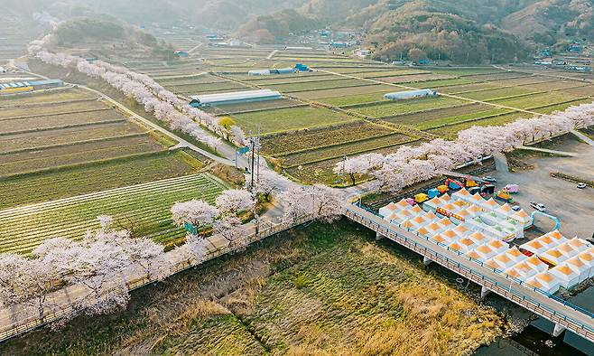 보령 주산벚꽃 축제길.