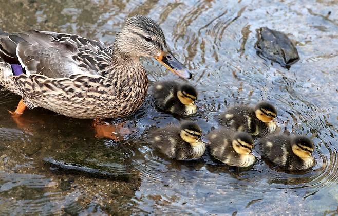 성북천 청둥오리 가족.