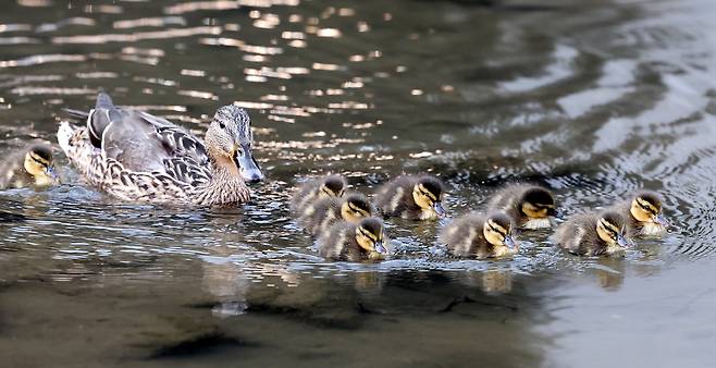 성북천 청둥오리 가족