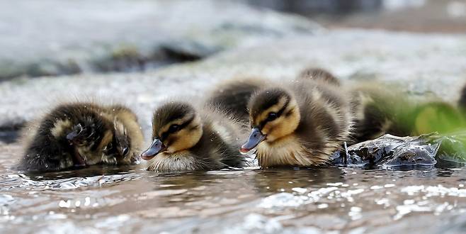청둥오리 새끼들.