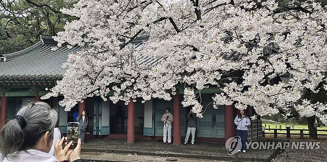 관광객 유혹하는 제주 삼성혈의 왕벚꽃 (제주=연합뉴스) 김호천 기자 = 청명을 하루 앞둔 4일 오전 제주시 삼성혈을 찾은 관광객들이 화사하게 핀 왕벚꽃 아래서 기념사진을 찍고 있다. 2026.4.4 khc@yna.co.kr