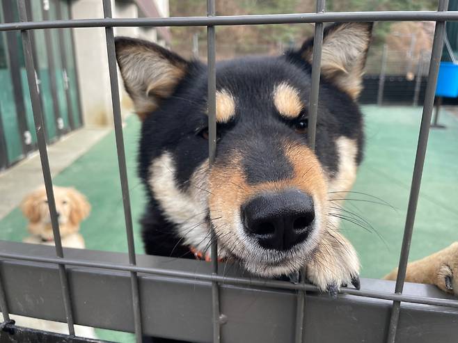 수원시동물보호센터 유기견들 [촬영 김세린]