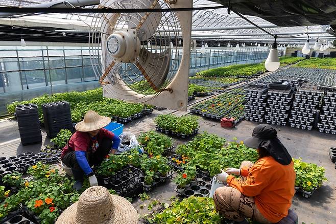 한련화 다듬는 근로자들 [촬영 임병식]