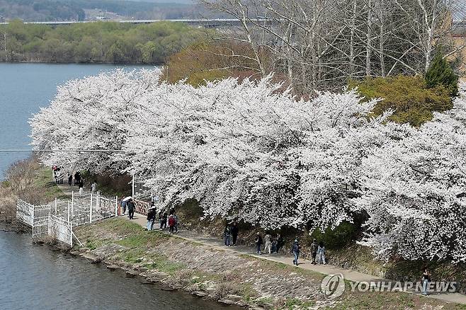 벚꽃이 수놓은 공지천 (춘천=연합뉴스) 강태현 기자 = 5일 낮 강원 춘천시 공지천 벚꽃길에서 상춘객들이 봄기운을 만끽하고 있다. 2026.4.5 taetae@yna.co.kr