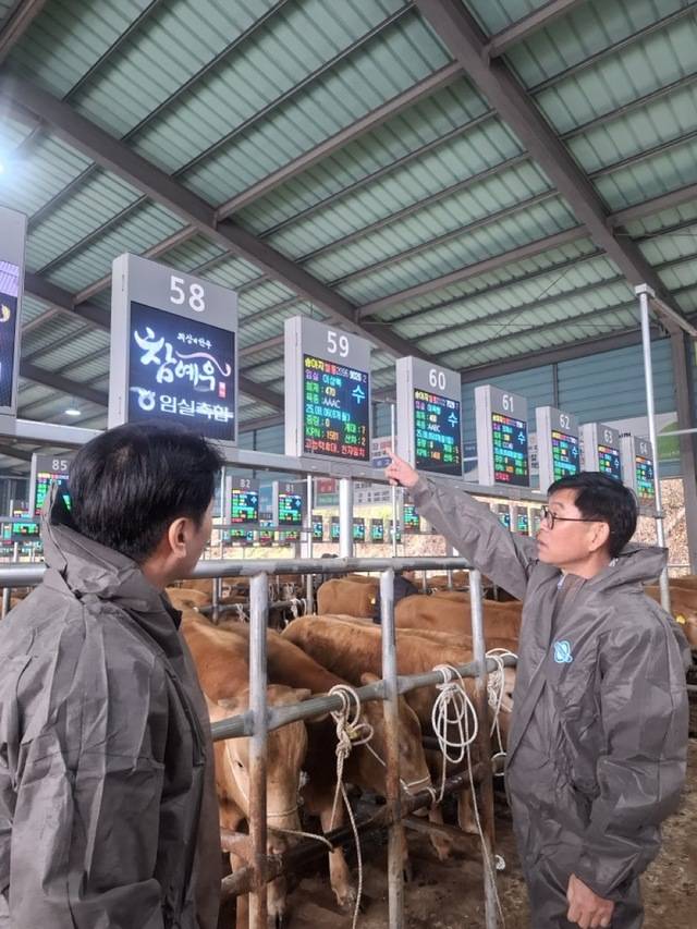 6일 임실축협 가축시장에서 전북특별자치도가 ‘고능력 한우 가축시장 거래 표시제’를 시범 도입한 가운데 관계자들이 품질 정보를 분석하고 있다. 전북도