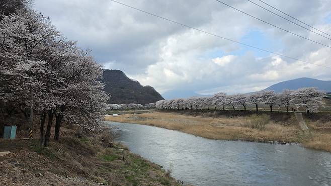 소야천 벚꽃 길. /고성환 기자