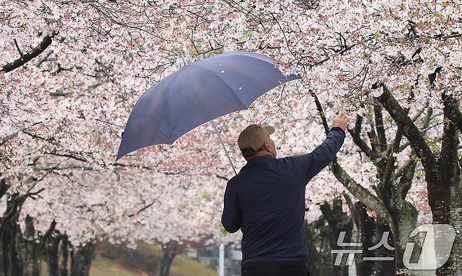 6일 오전 대구 수성구 대구스타디움에서 시민들이 봄비 내리는 벚꽃 터널을 산책하고 있다. 2026.4.6 ⓒ 뉴스1 공정식 기자