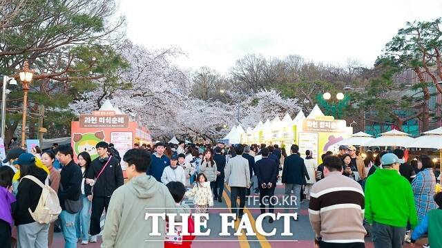 과천시 '과천맛집 스트릿' 행사가 열리고 있는 렛츠런파크 서울 '벚꽃축제' 현장. /과천시