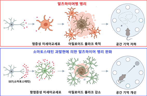 소마토스타틴에 의한 미세아교세포 조절 및 알츠하이머 병리 완화. DGIST 제공.
