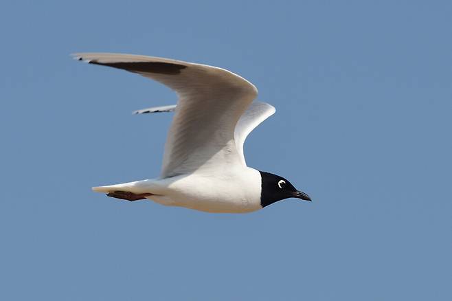 검은머리갈매기는 둥지 주변을 빠른 속도로 쉼 없이 오가며 날아다닌다.