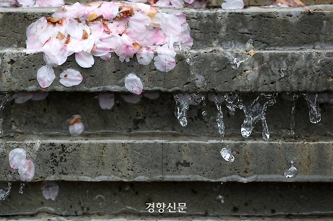 지난해 산발적인 봄비가 이어진 뒤 서울 송파나루 공원에 설치된 분수대에서 벚꽃잎 사이로 빗물과 분수대의 물이 함께 흐르고 있다. 경향신문 자료사진