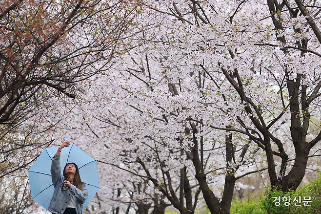 봄비가 내린 6일 서울 여의도 윤중로에서 한 시민이 우산을 쓴 채 벚꽃을 구경하고 있다. 정효진 기자