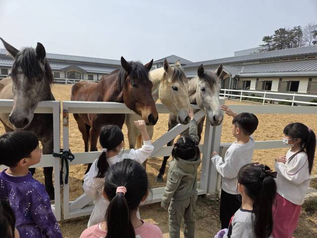 경기도체육회는 3일부터 이틀간 화성시 팔탄면 발리오스 승마클럽에서 도내 취약계층 유소년 100여명을 대상으로 ‘마주(馬走)하는 승마교실’을 운영한 가운데 참가자들이 말과 교감하고 있다. 도체육회 제공
