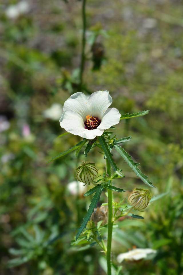 [울산=뉴시스] 케나프 식물 (뉴시스 DB) *재판매 및 DB 금지
