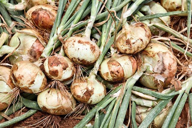 클립아트코리아