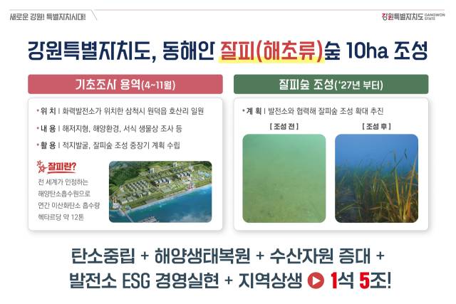 ▲잘피숲 조성. ⓒ강원특별자치도