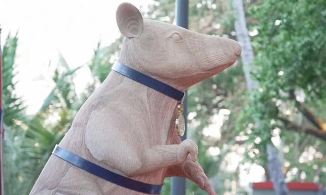 지난 3일 캄보디아 중서부&nbsp;시엠립(시엠레아프)에 들어선 쥐 석상. 2016∼2021년 지뢰 등 폭발물 탐지에 투입돼 100개 넘는 지뢰를 찾아낸 아프리카주머니쥐 ‘마가와’를 모델로 삼아만들었다.&nbsp;로이터연합뉴스