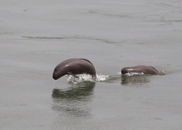 한려해상에서 발견된 상괭이의 모습. /한려해상국립공원 제공