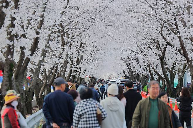 ▲ 청도군 각북면이 4일 '제7회 각북 벚꽃축제'를 개최했다. 사진은 벚꽃 터널을 만끽하는 관광객들.